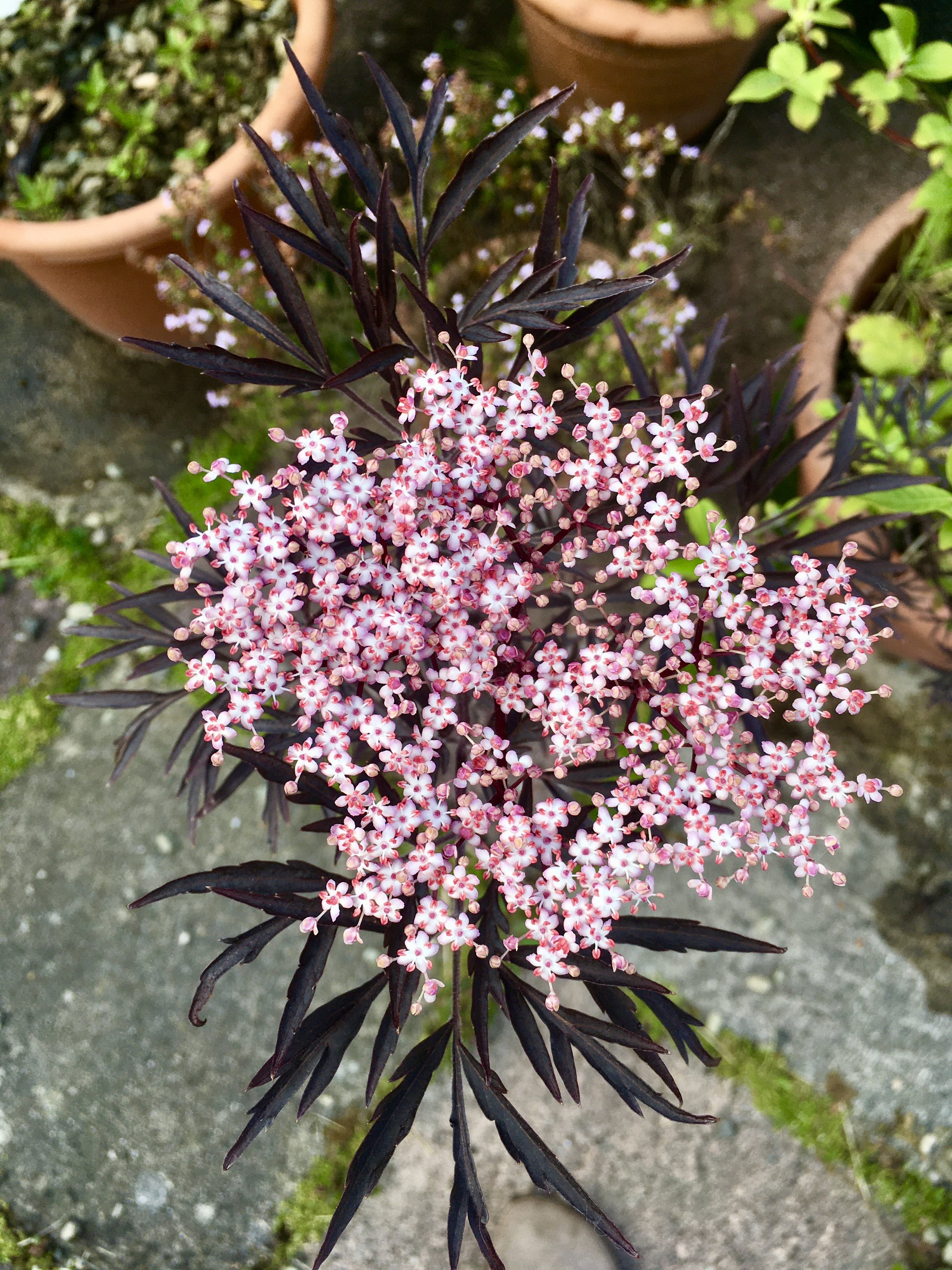 Soft pink and white elderflowers contrasting against deep purple foliage.