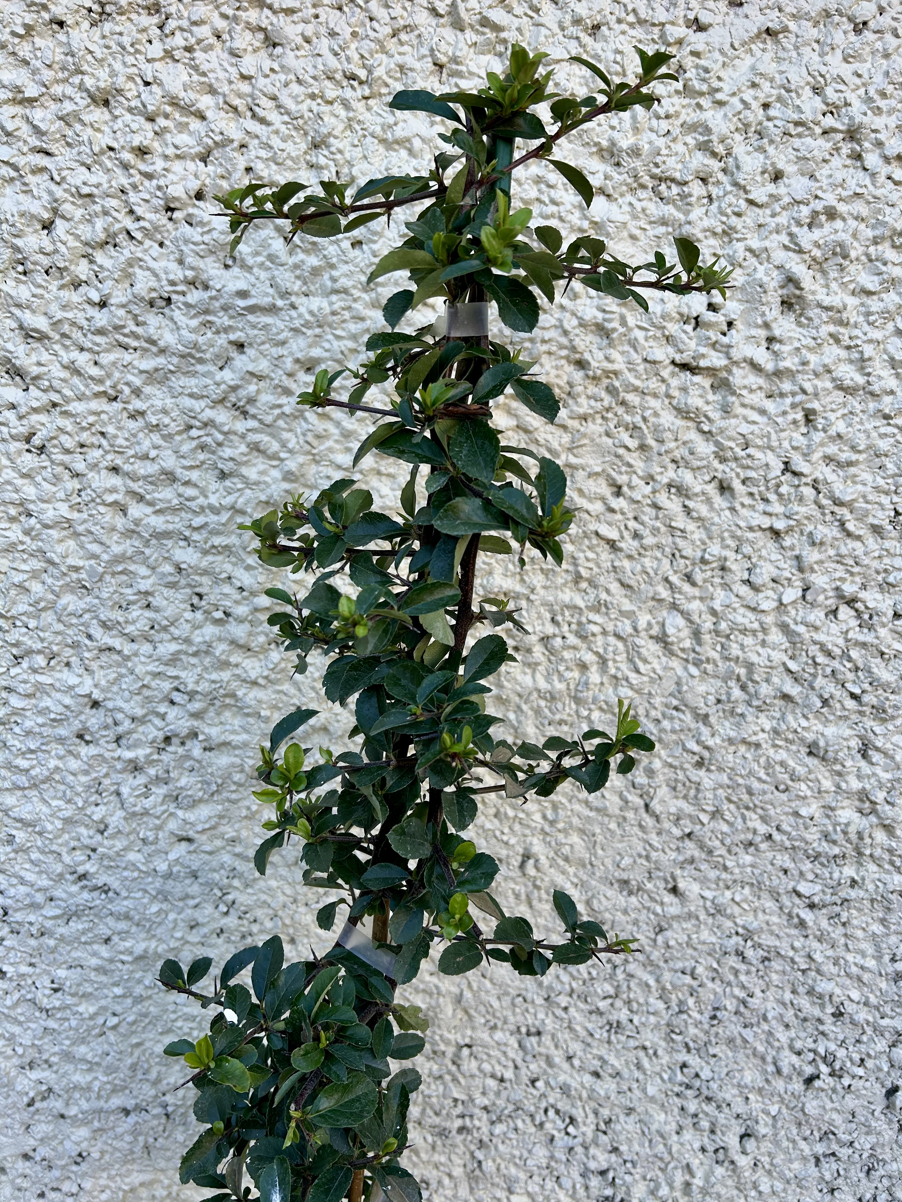 A spire of dark green pyracantha foliage.