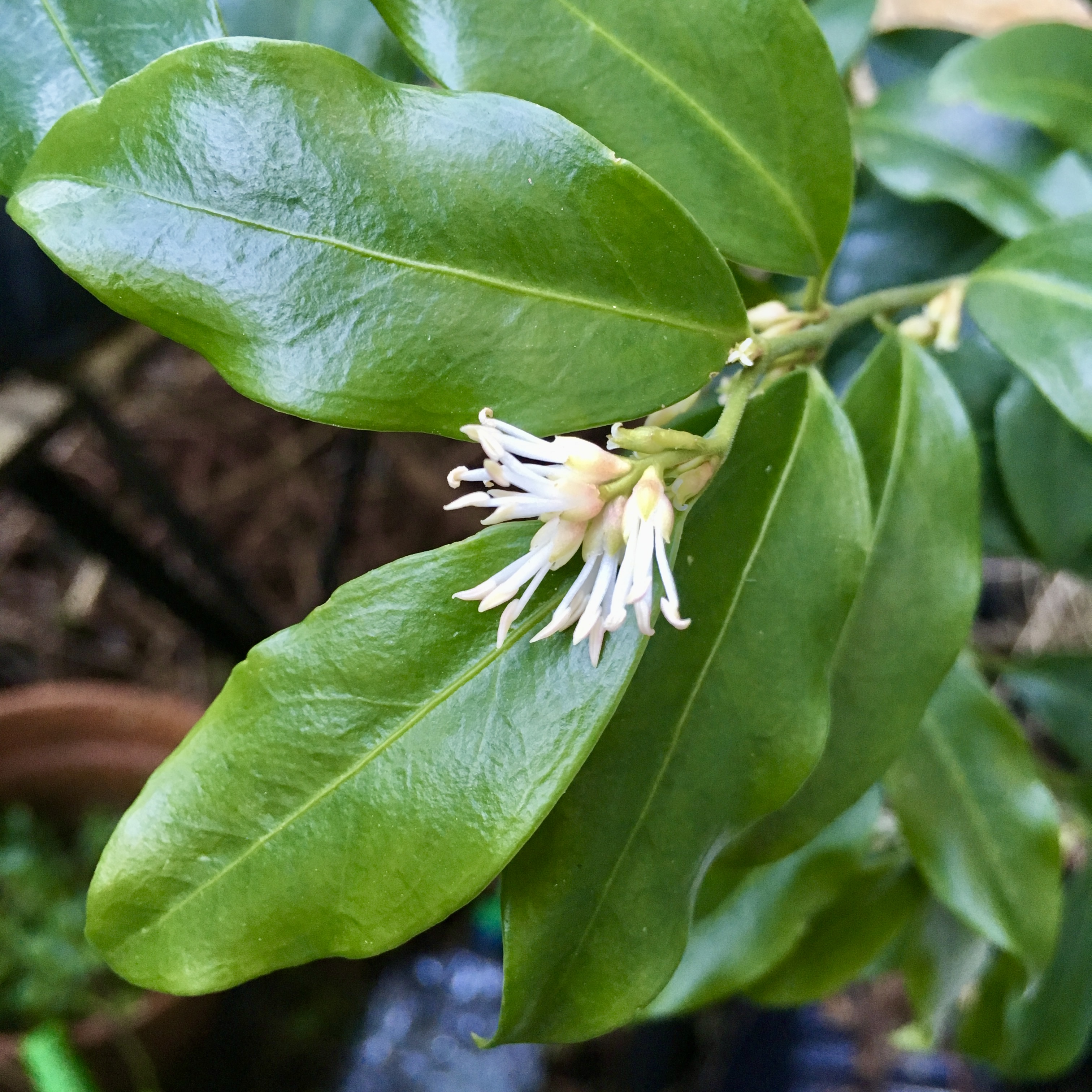 A cluster of delicate white flowers resting on a large, shiny, green leaf.