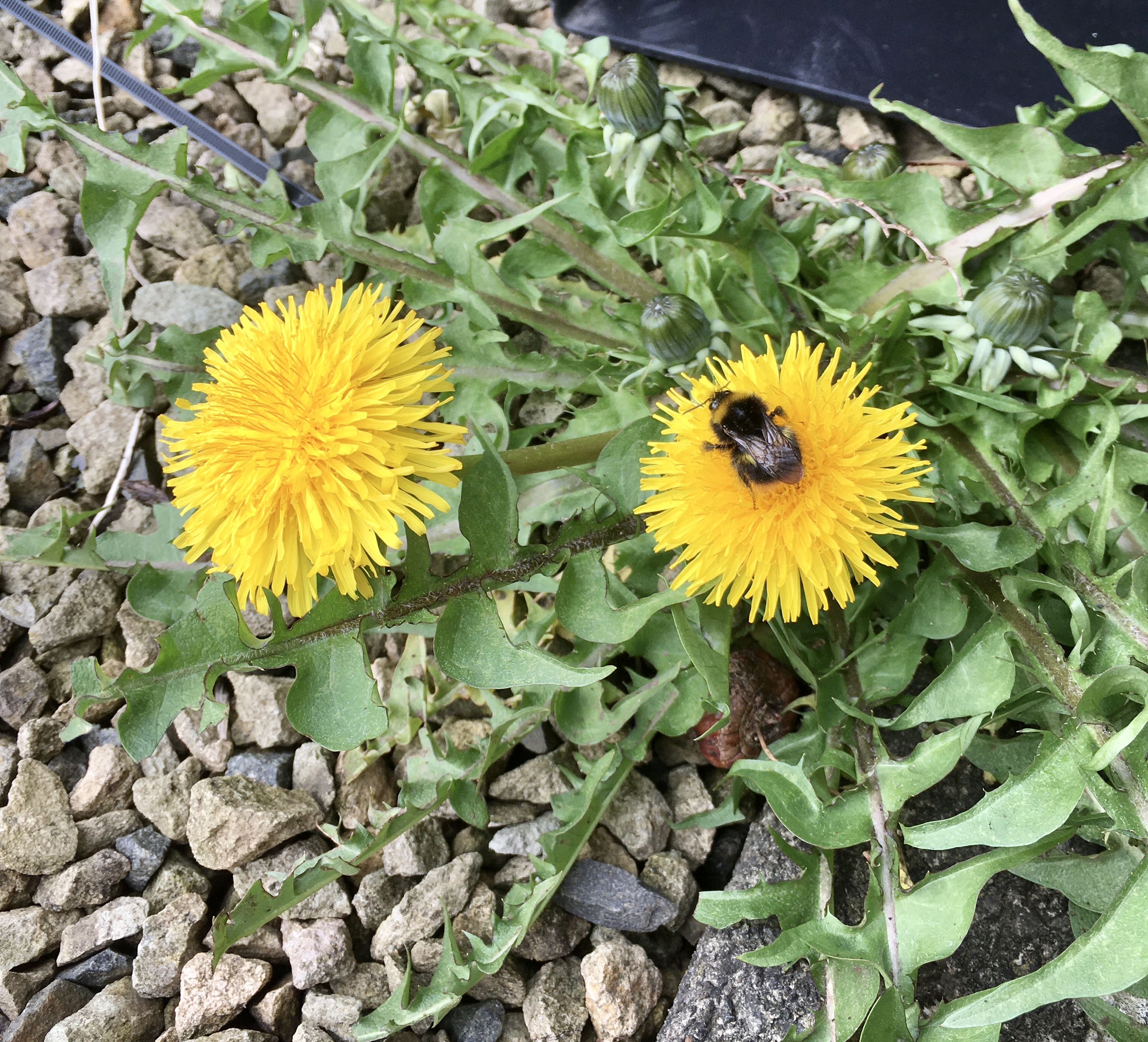 a fluffy bee rests on a yellow dandelion