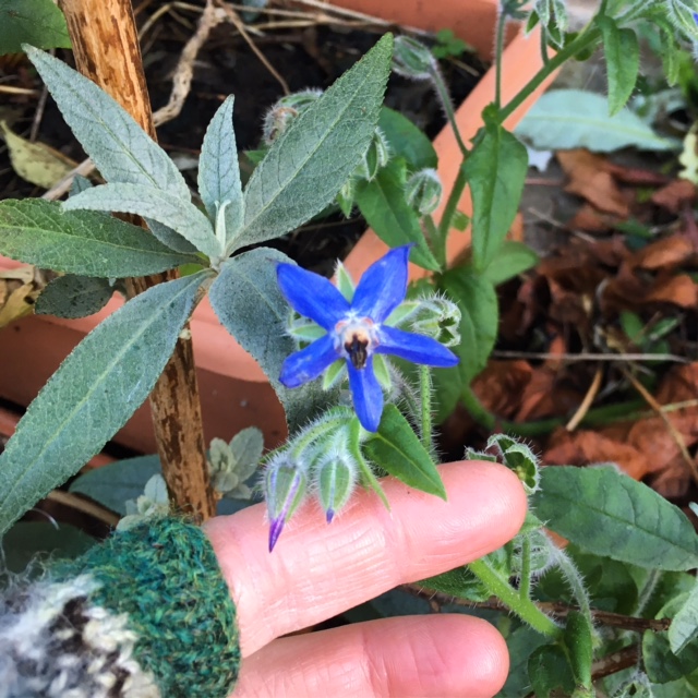 borage flower