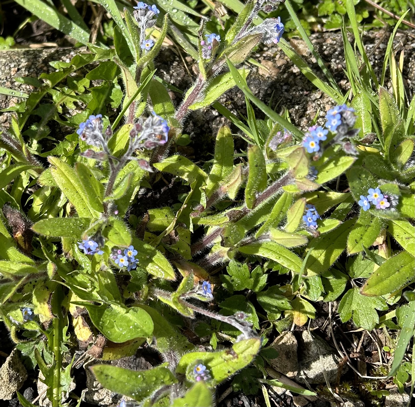 a jumble of wild forget me nots