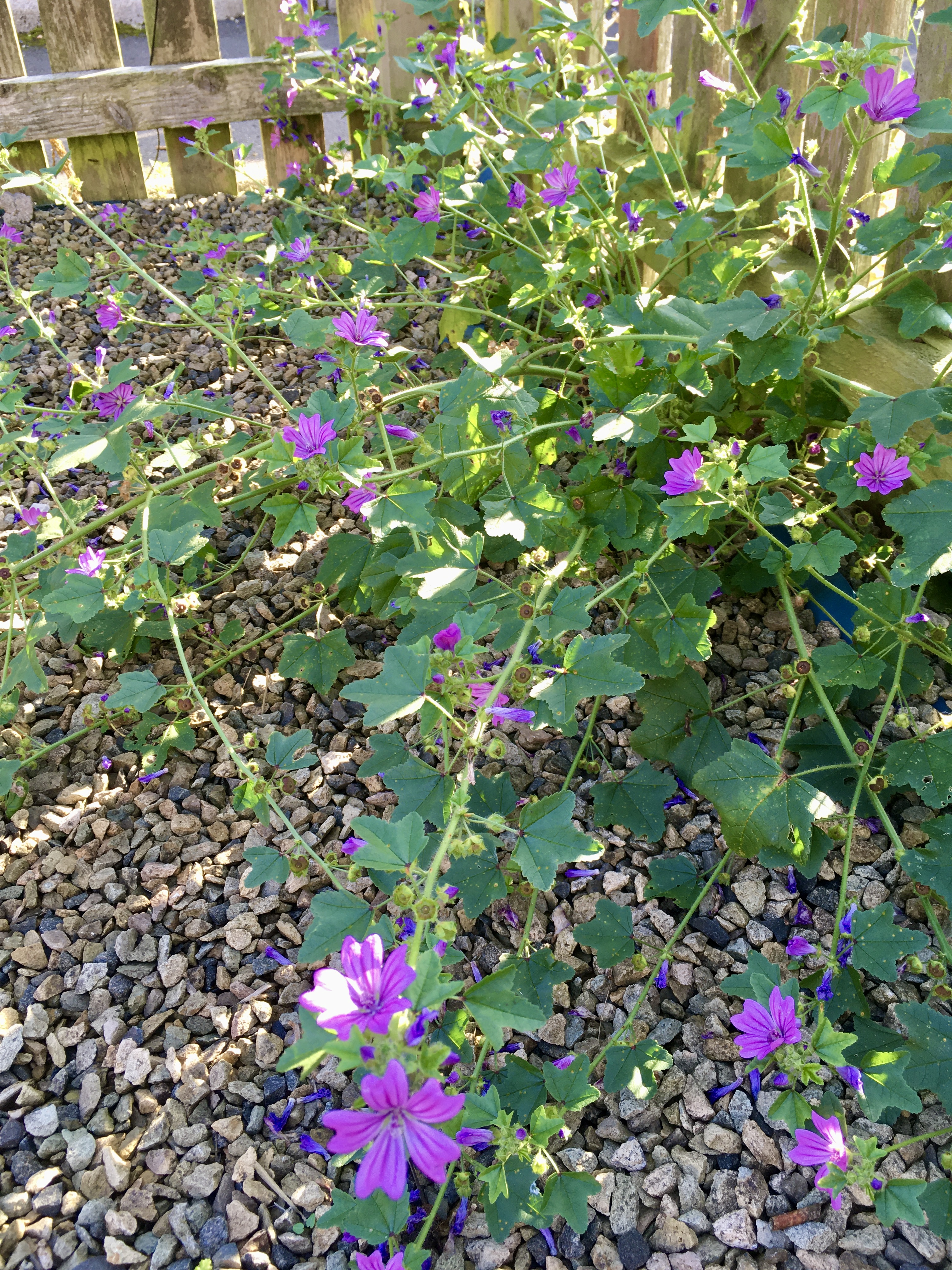 self-seeded mallow