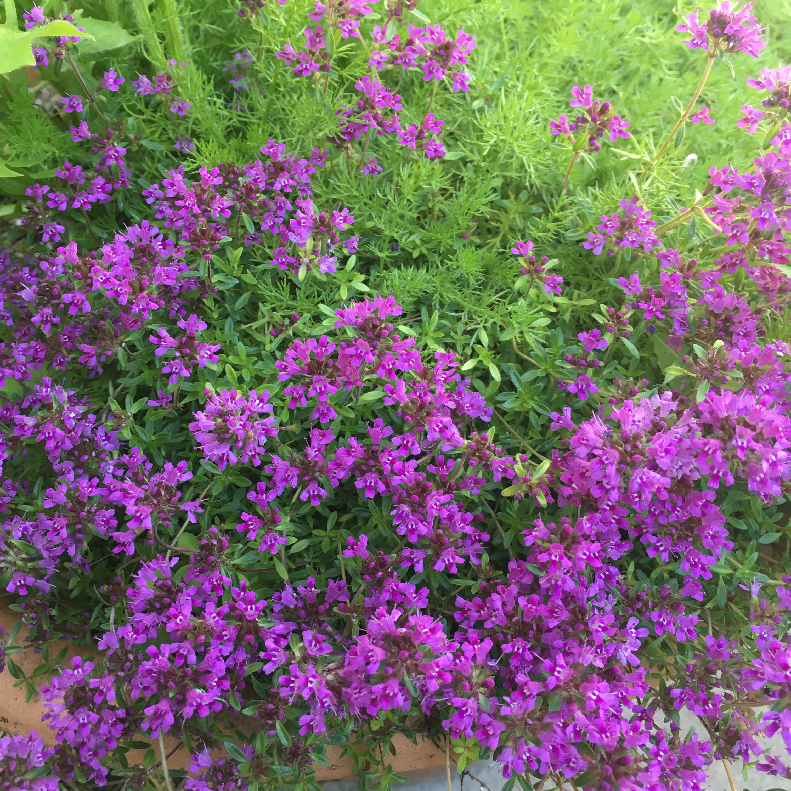 purple flowering thyme