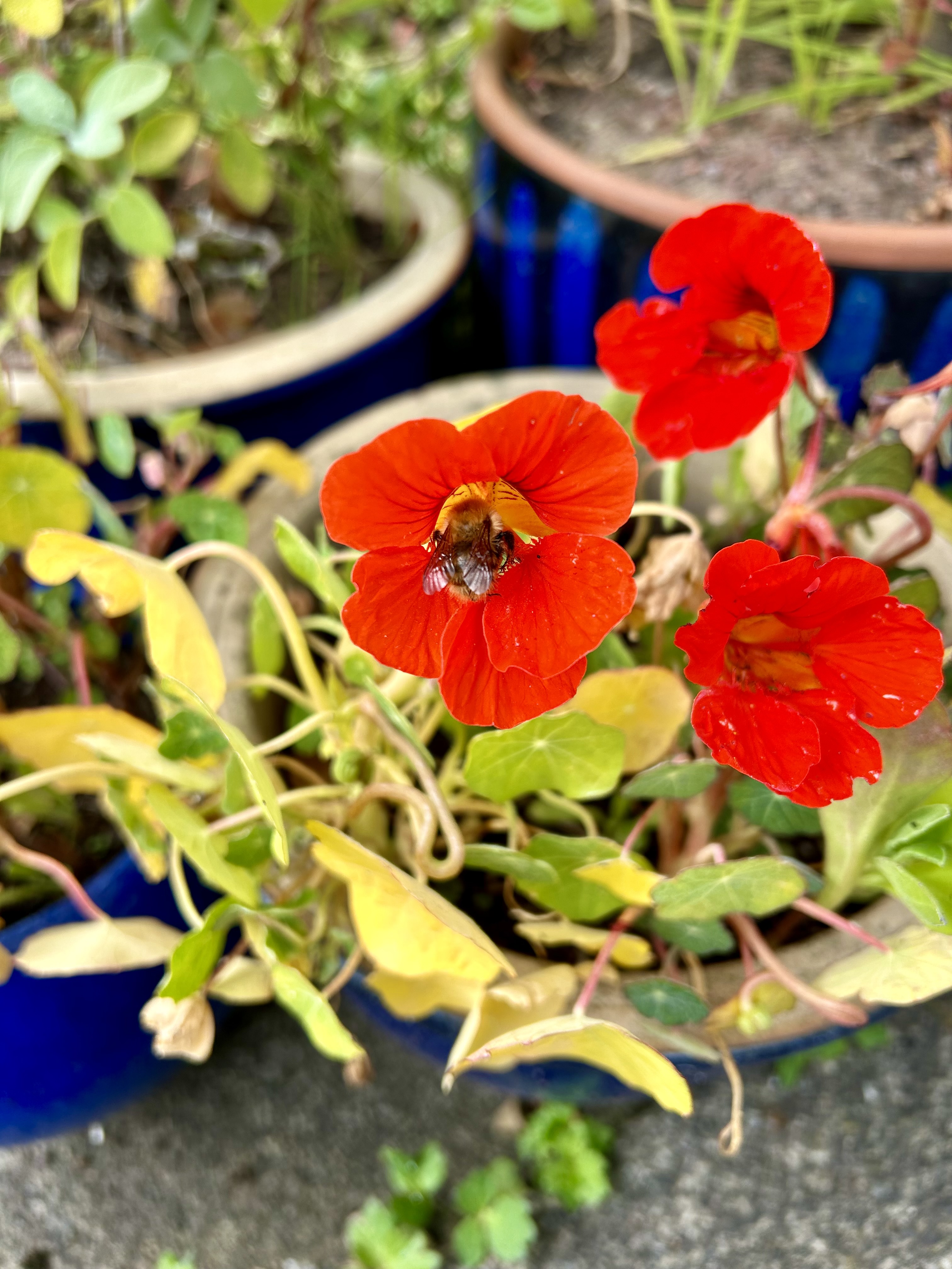 Vivid orange/red Stevie nasturtiums and a bee.