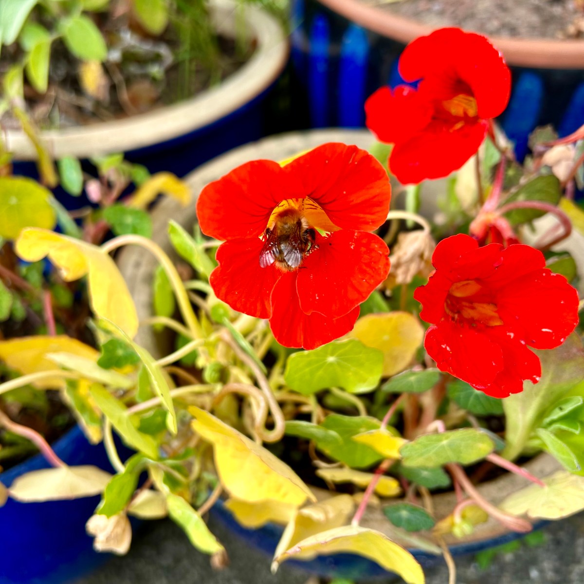 How do you get started gardening if you only have a small&nbsp;budget?