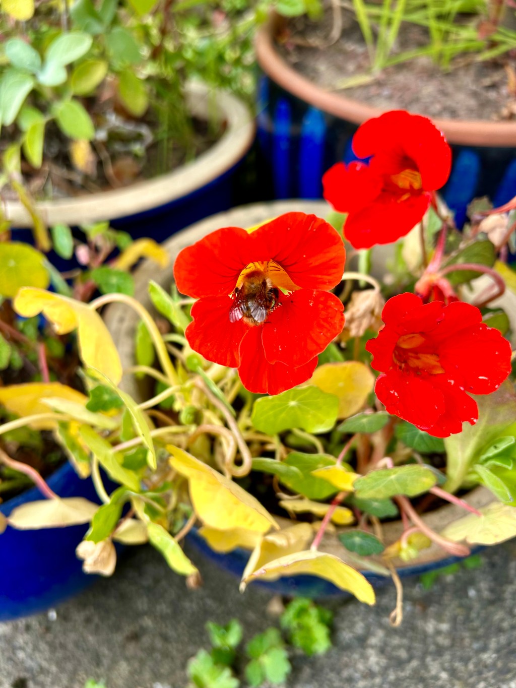 How do you get started gardening if you only have a small&nbsp;budget?