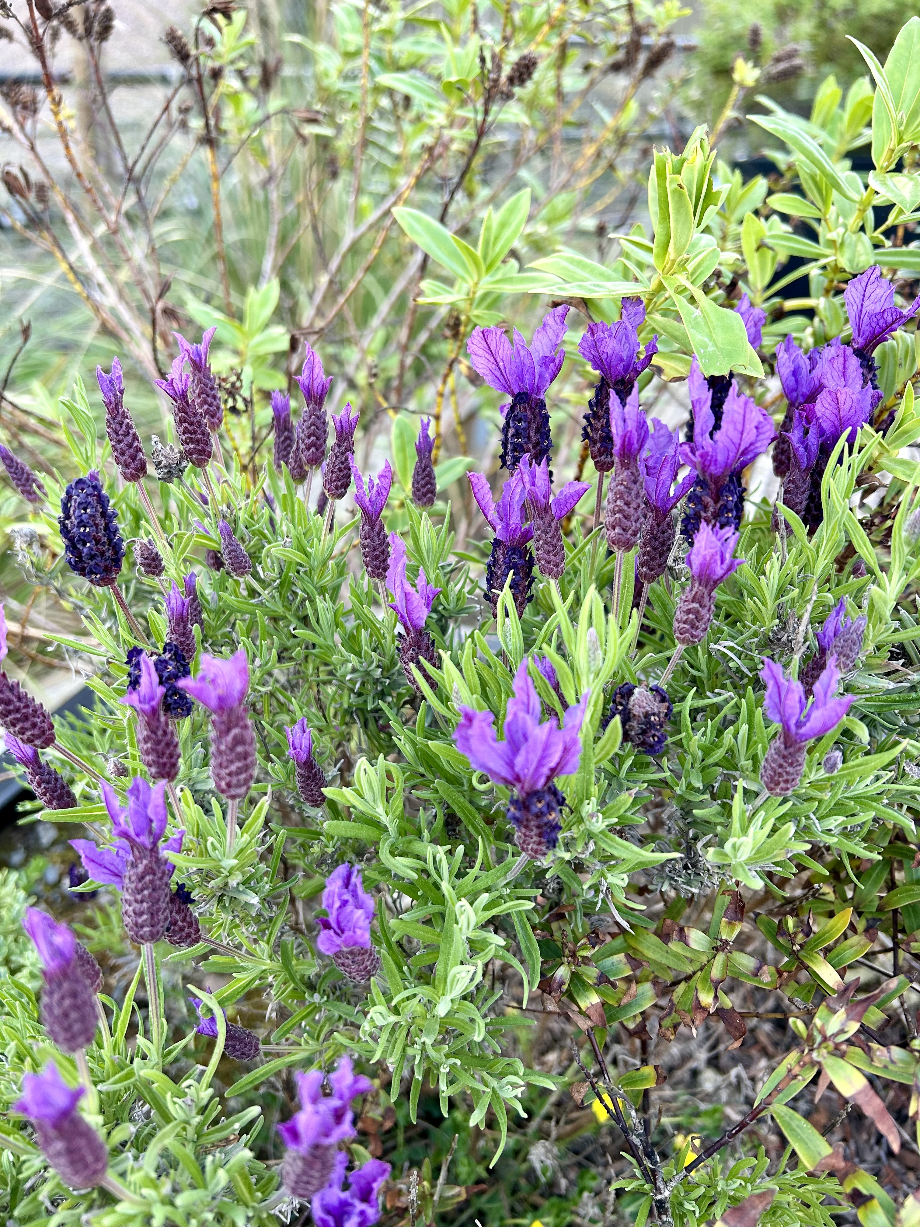 deep purple butterfly lavender