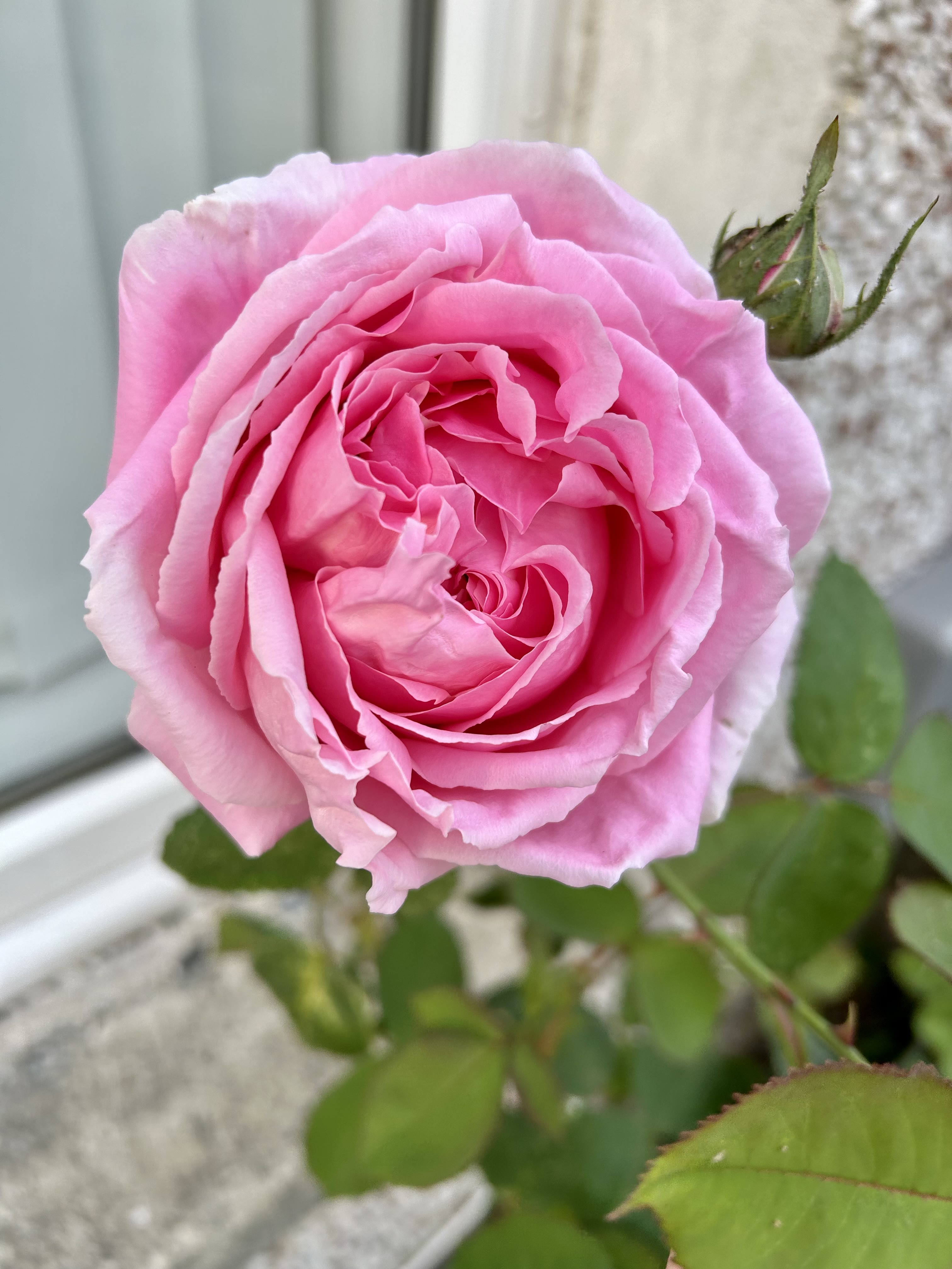 Caro rose - a blousy medium pink bloom.