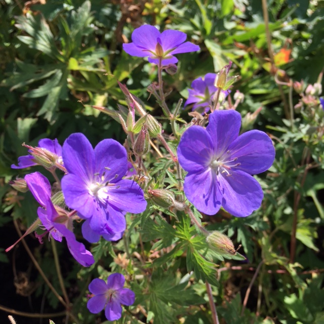 geranium brookside