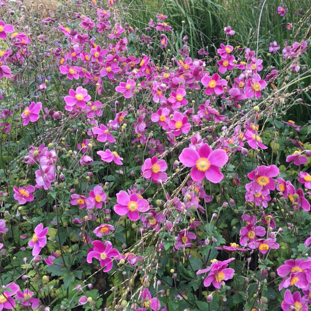 pink Japanese anemones