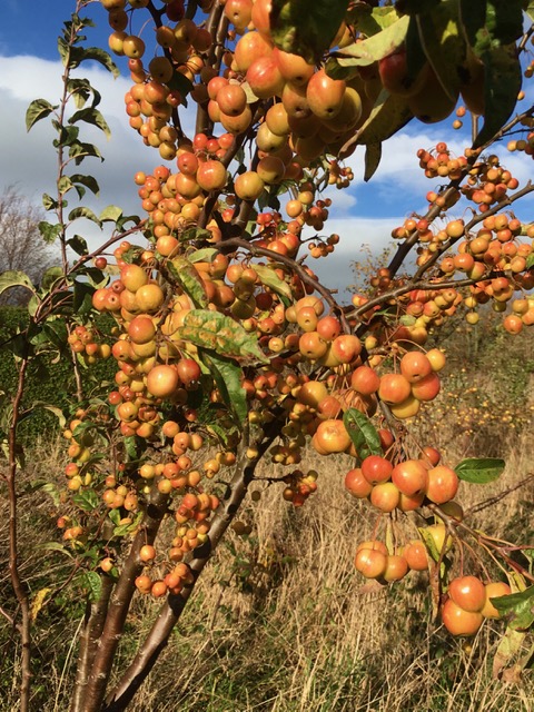 wild crab apple