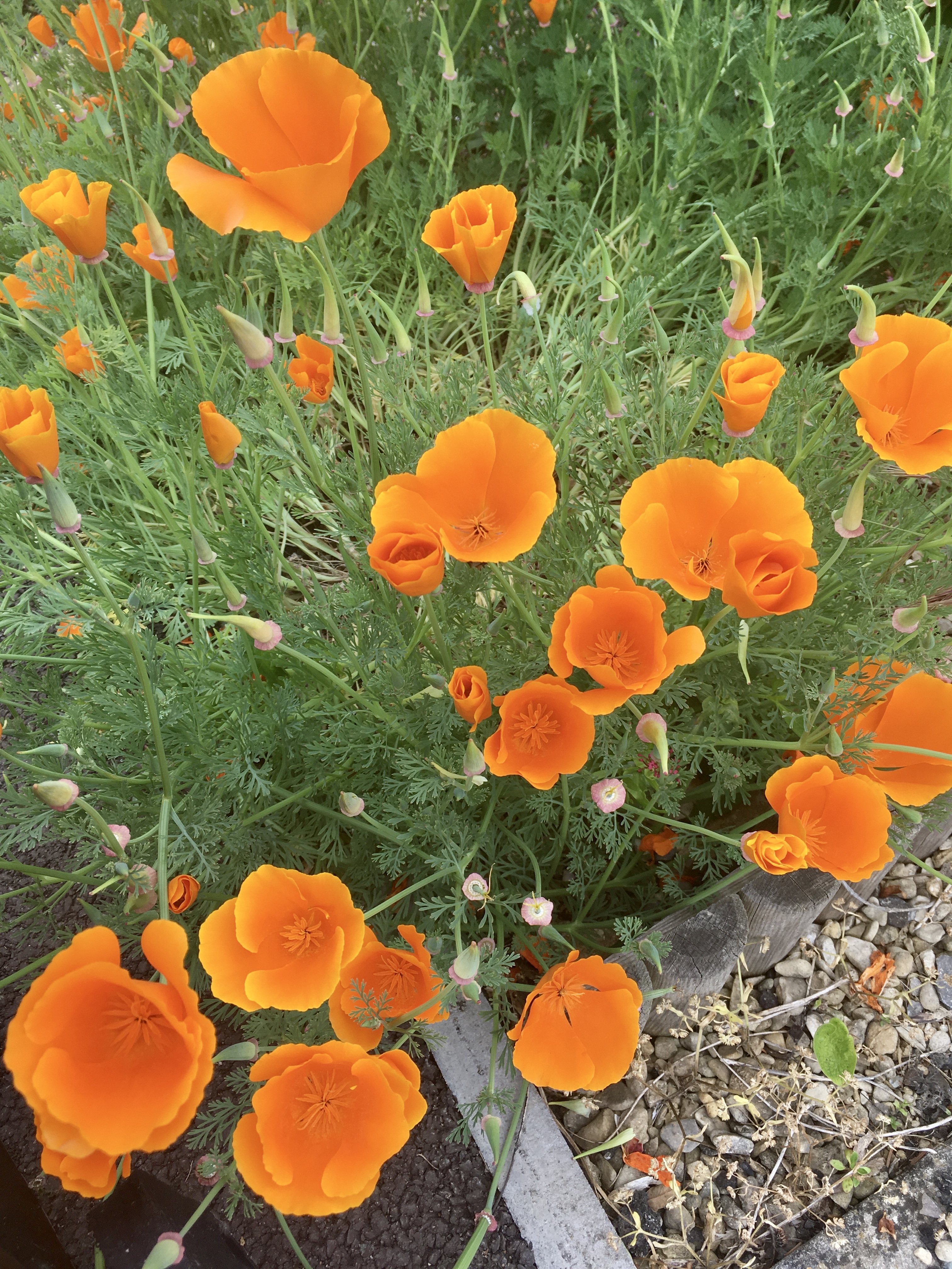 california poppies