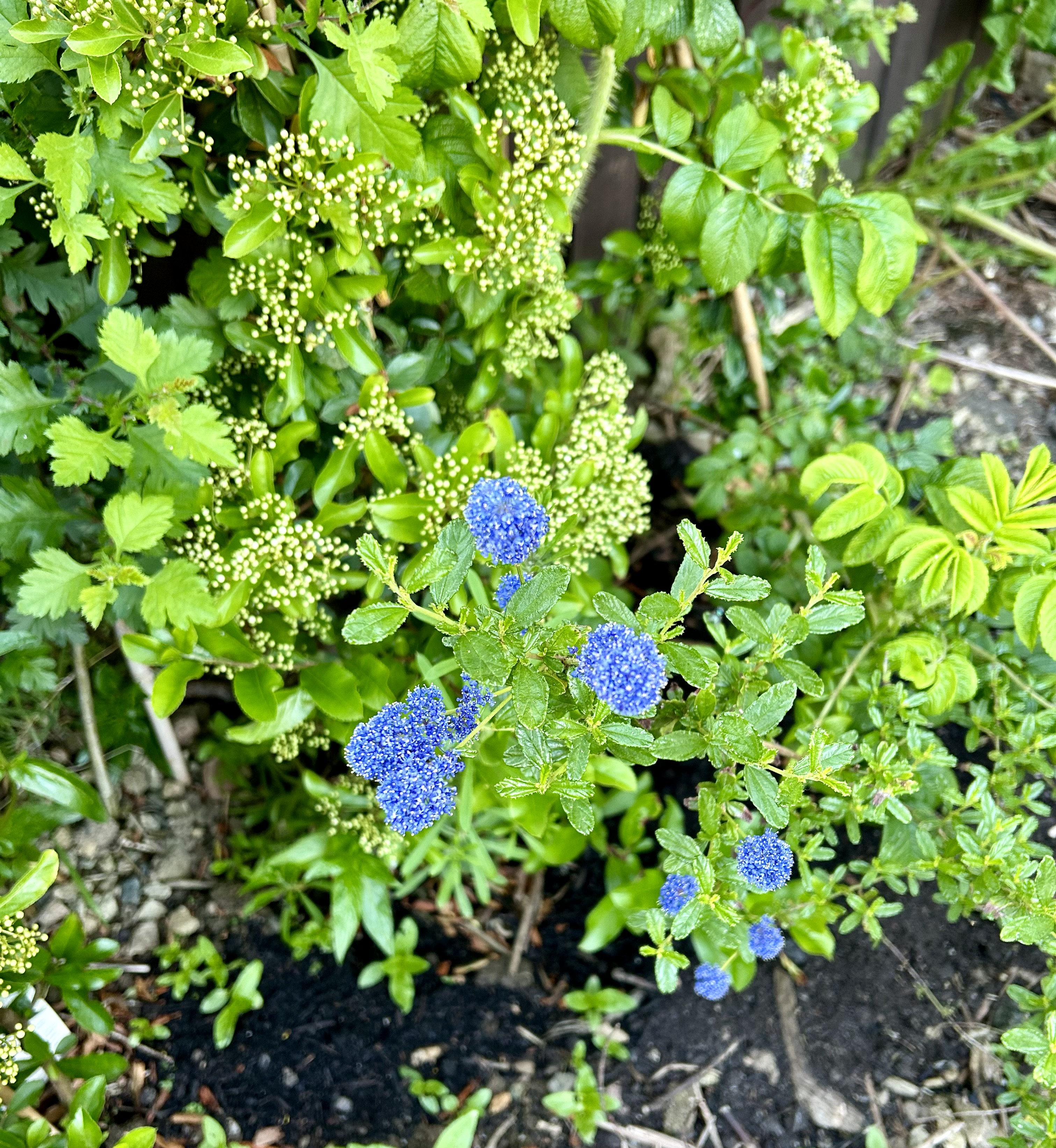 Ceanothus flowers and foliage.