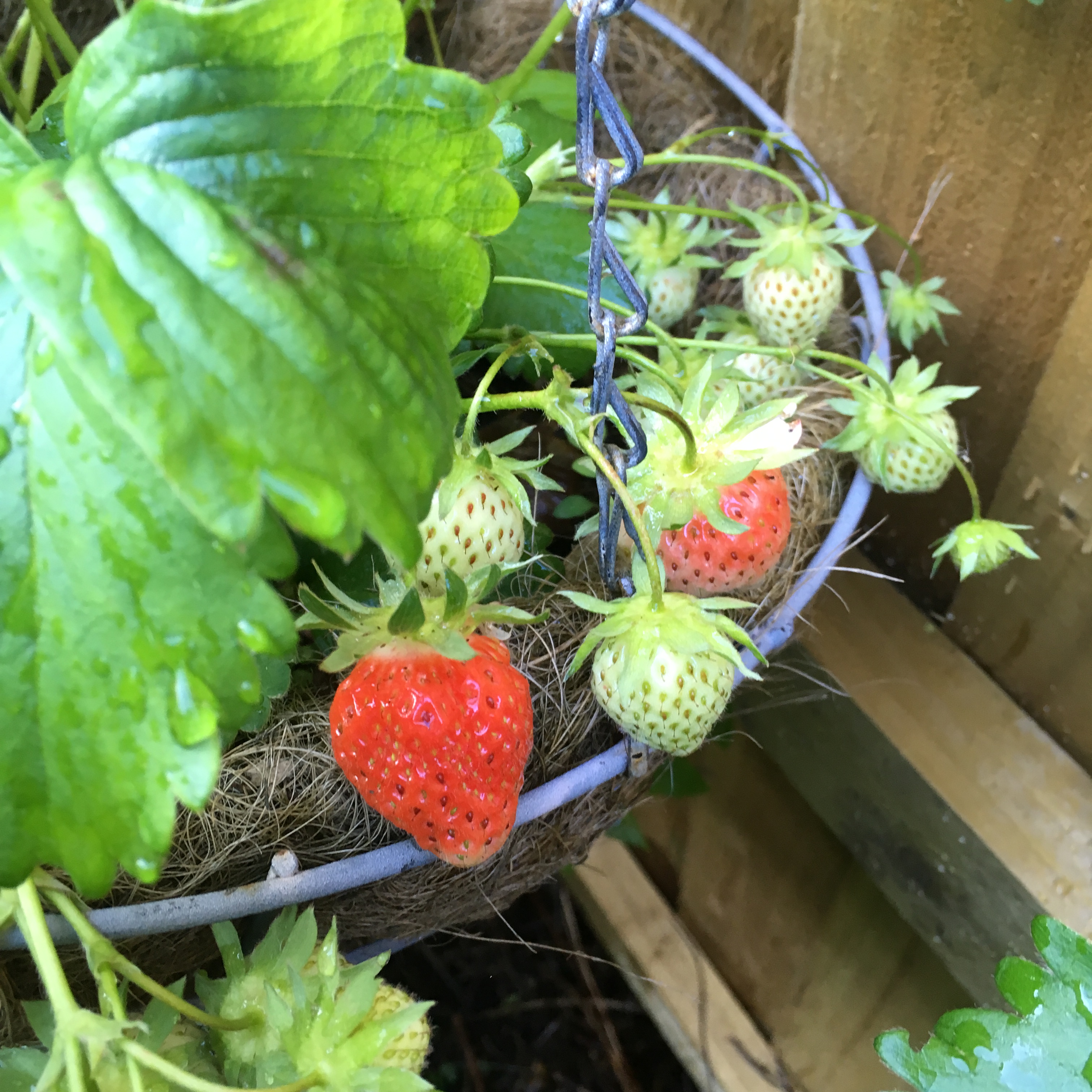 Strawberries in hanging basket.