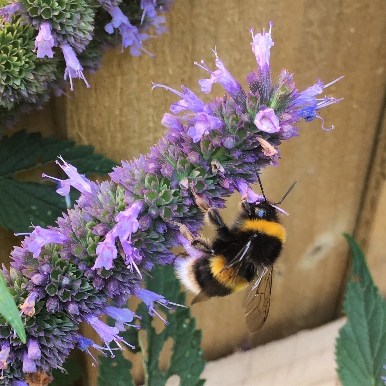 a giant fluffy bee feasts on a purple agastache