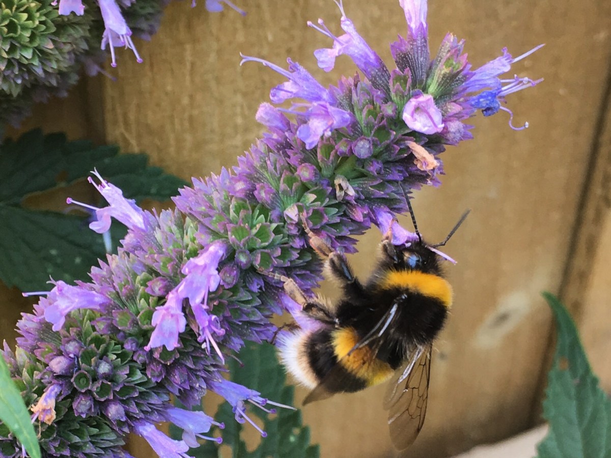 How to easily create a bee friendly garden (it’s really&nbsp;simple)