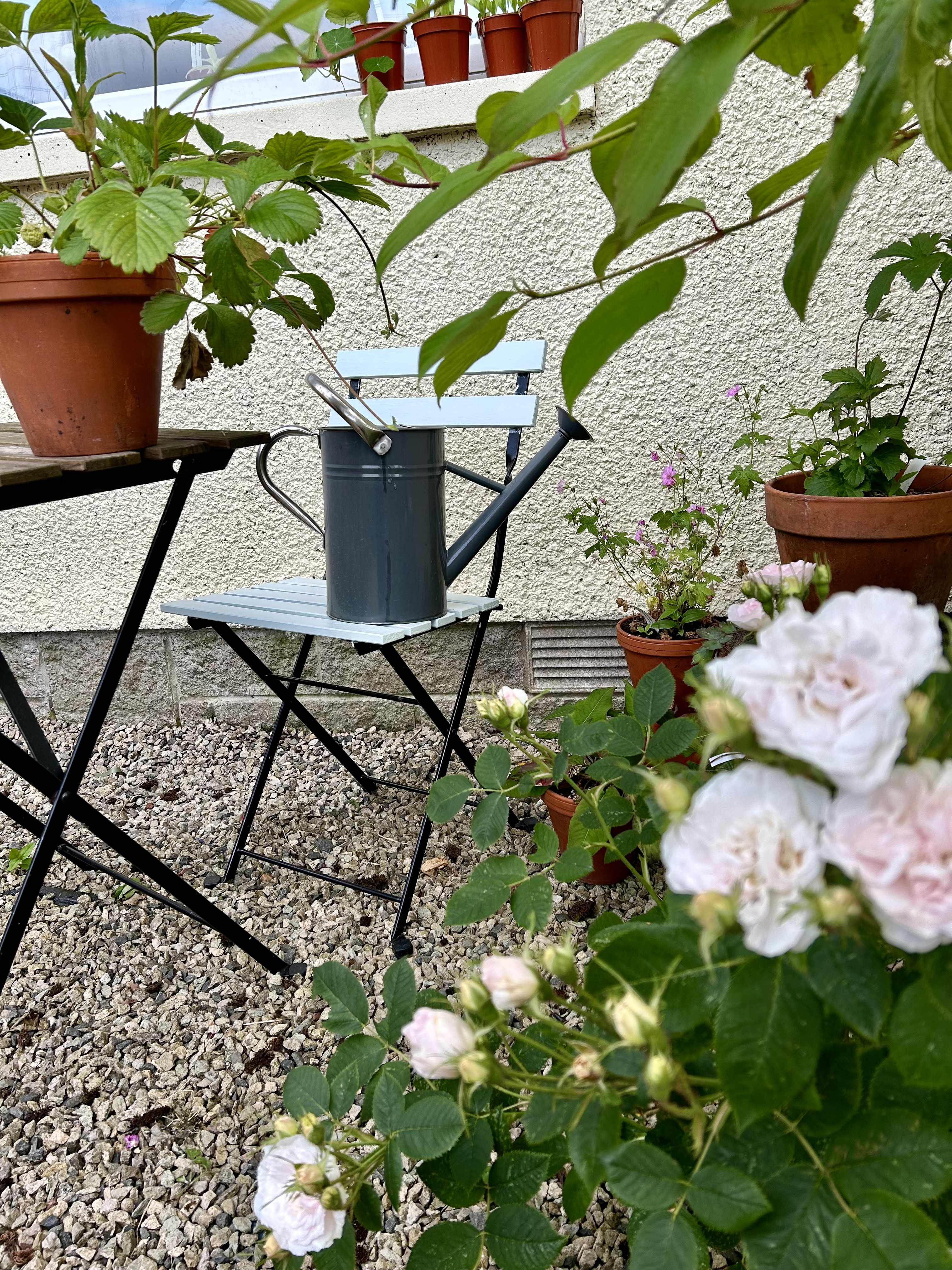 a photograph of a watering can sitting on a garden chair, seen through garden foliage.