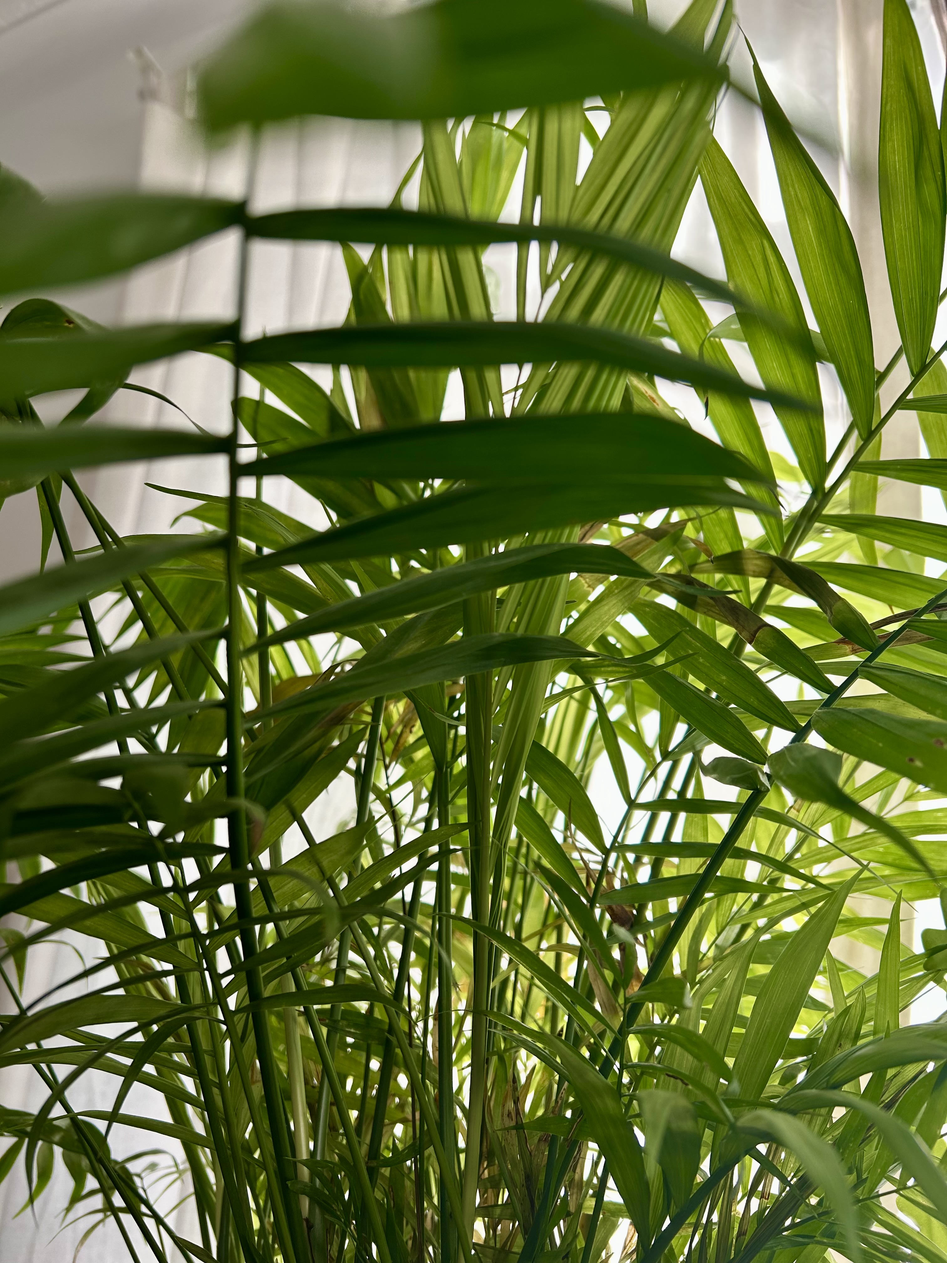 January light through the leaves of a parlour palm.