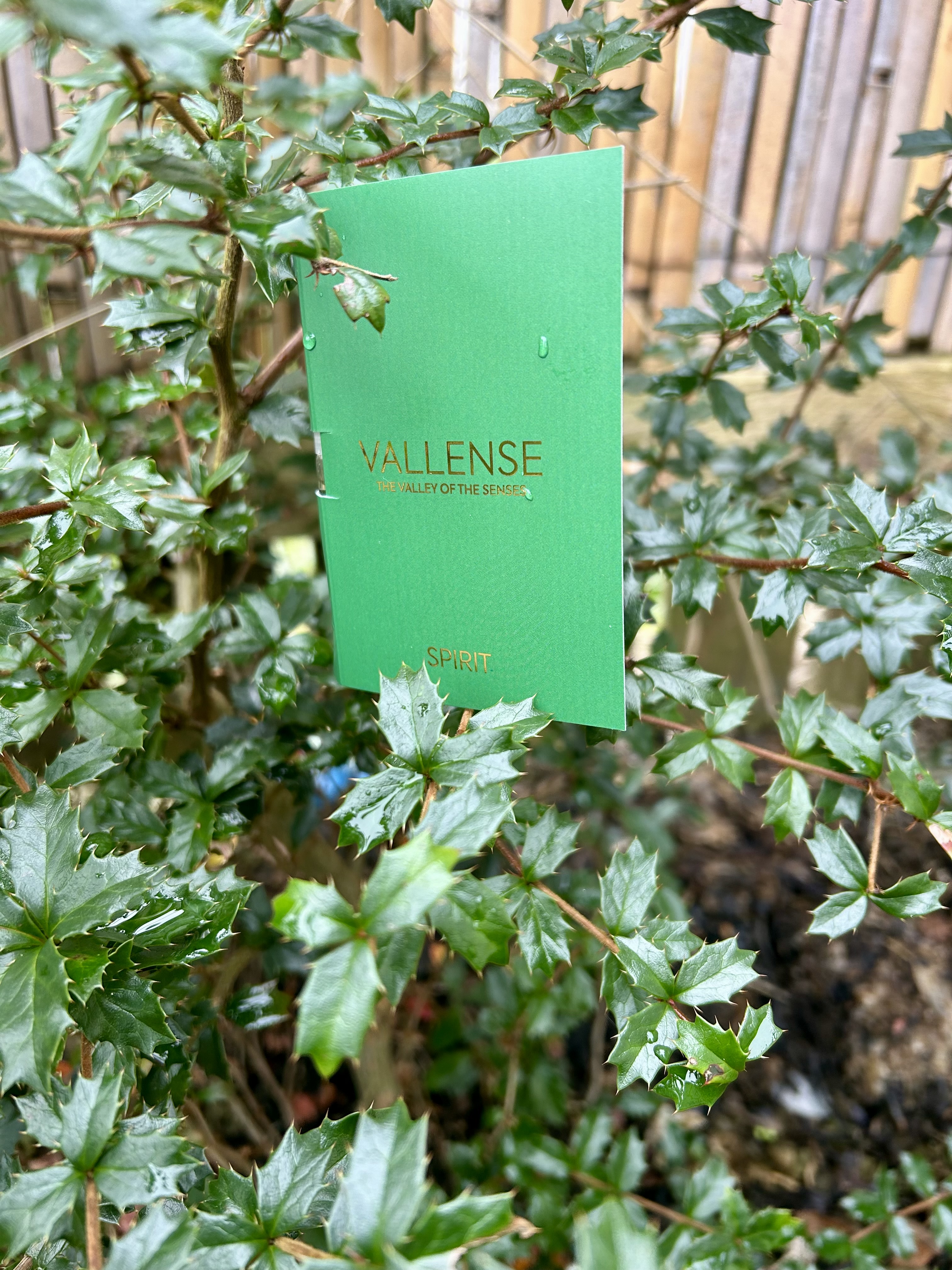 Sample packaging of Vallense Spirit perches in a dew covered hedgerow.