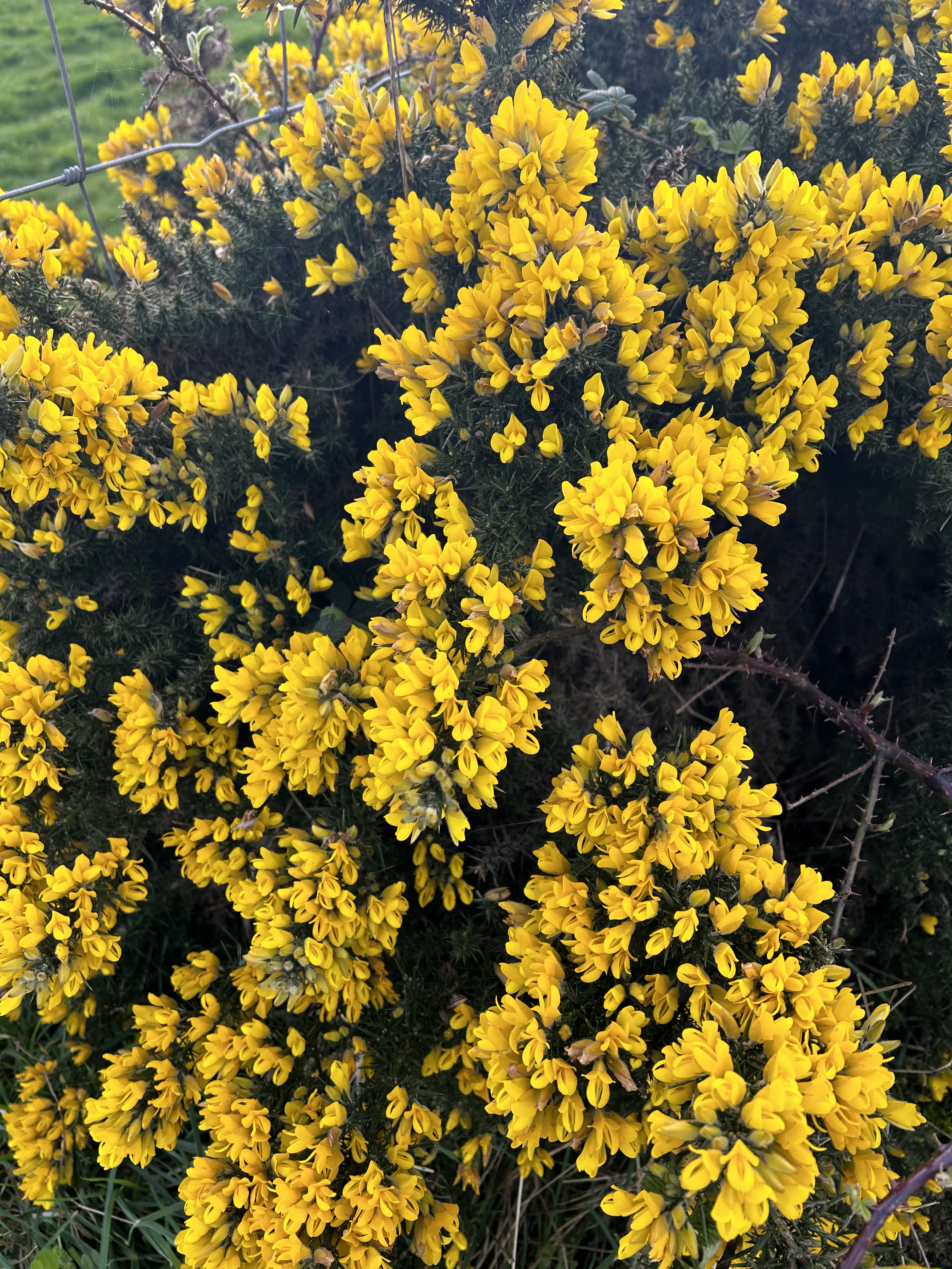 Bright yellow gorse flowers.