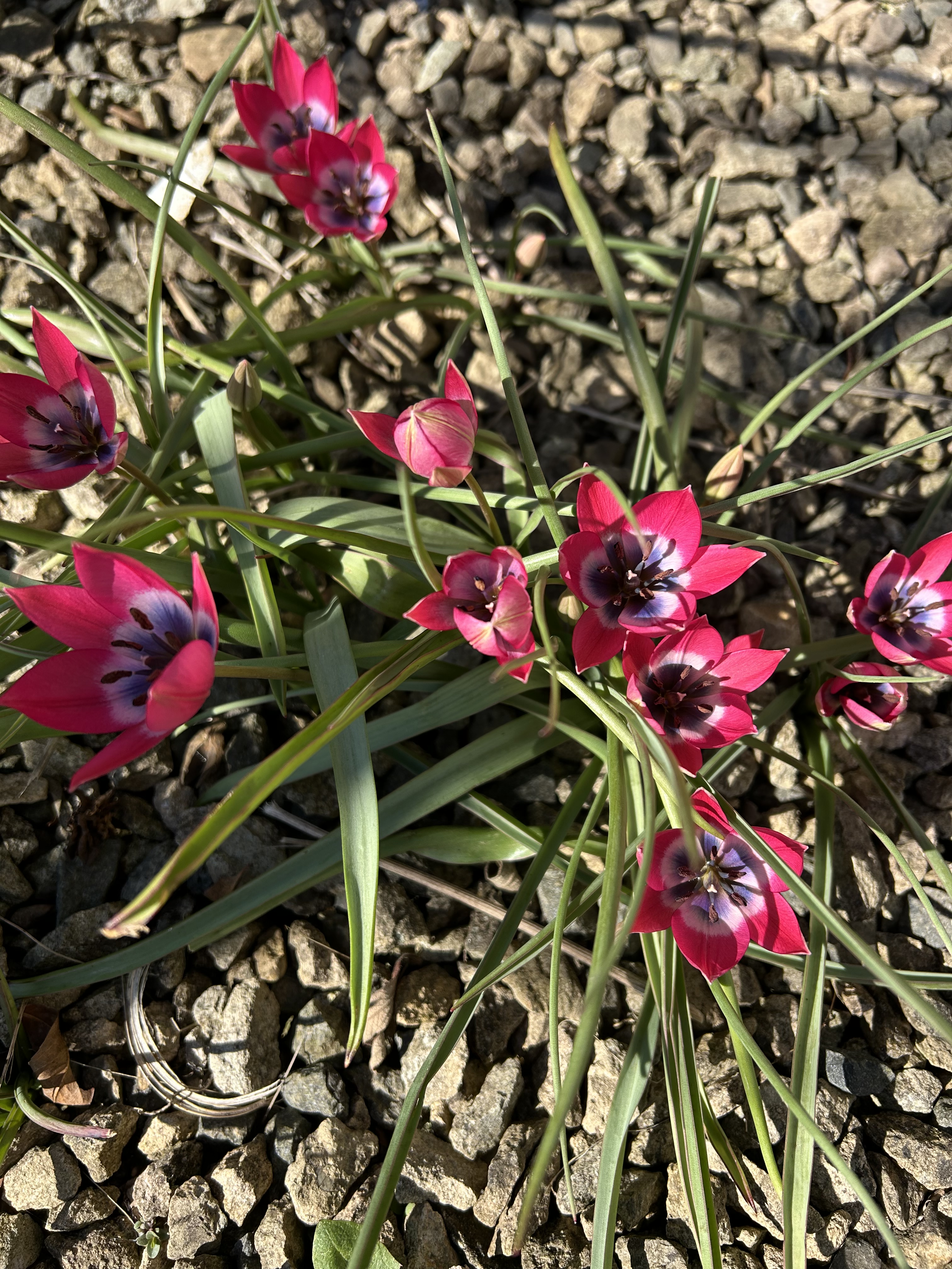 small pink and purple perennial tulips emerging from gravel