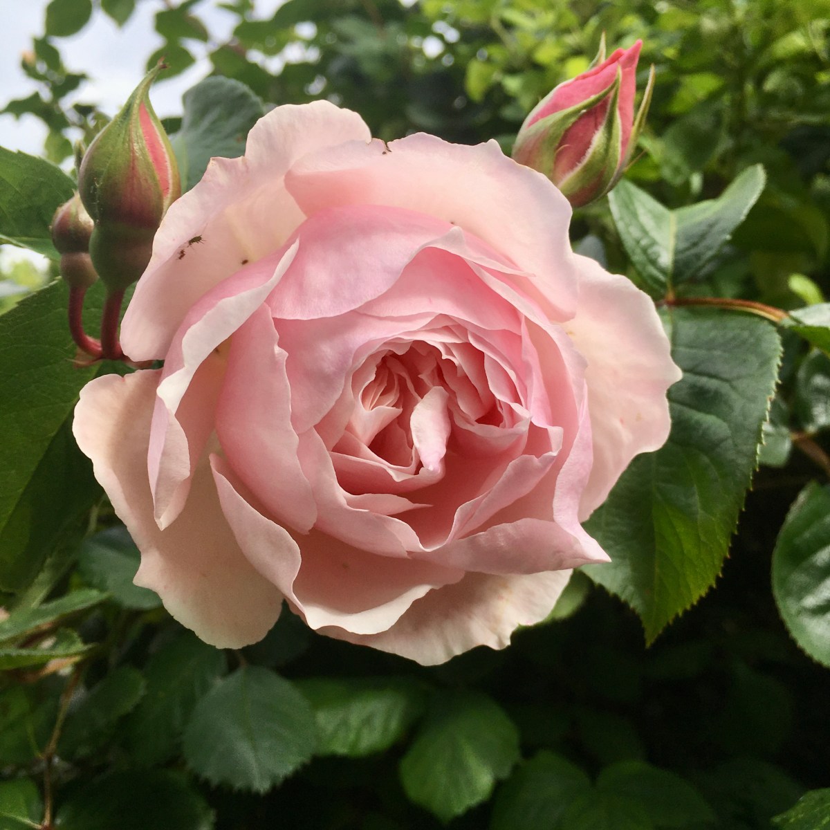 5 luscious rose perfumes for high&nbsp;summer