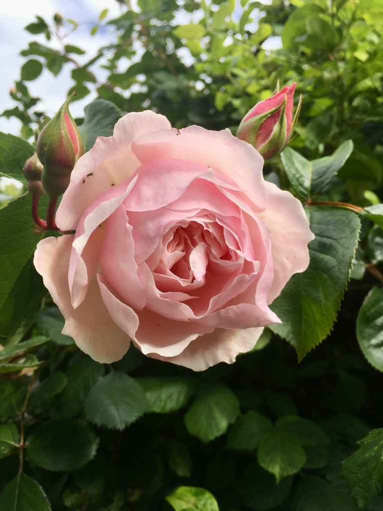 A soft pink rose is surrounded by deeper pink buds, and is bursting through a deep green thicket of shiny foliage. Image by Rowan Ambrose.