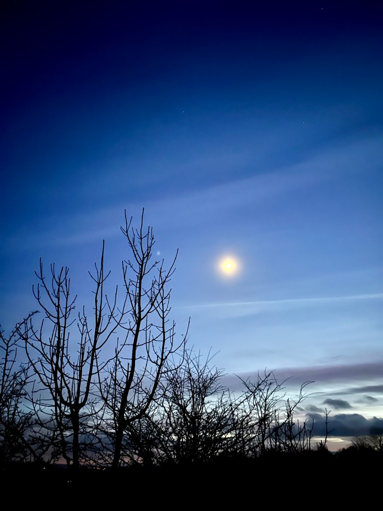 The moon is in a deep blue sky over spiky tree skeletons.