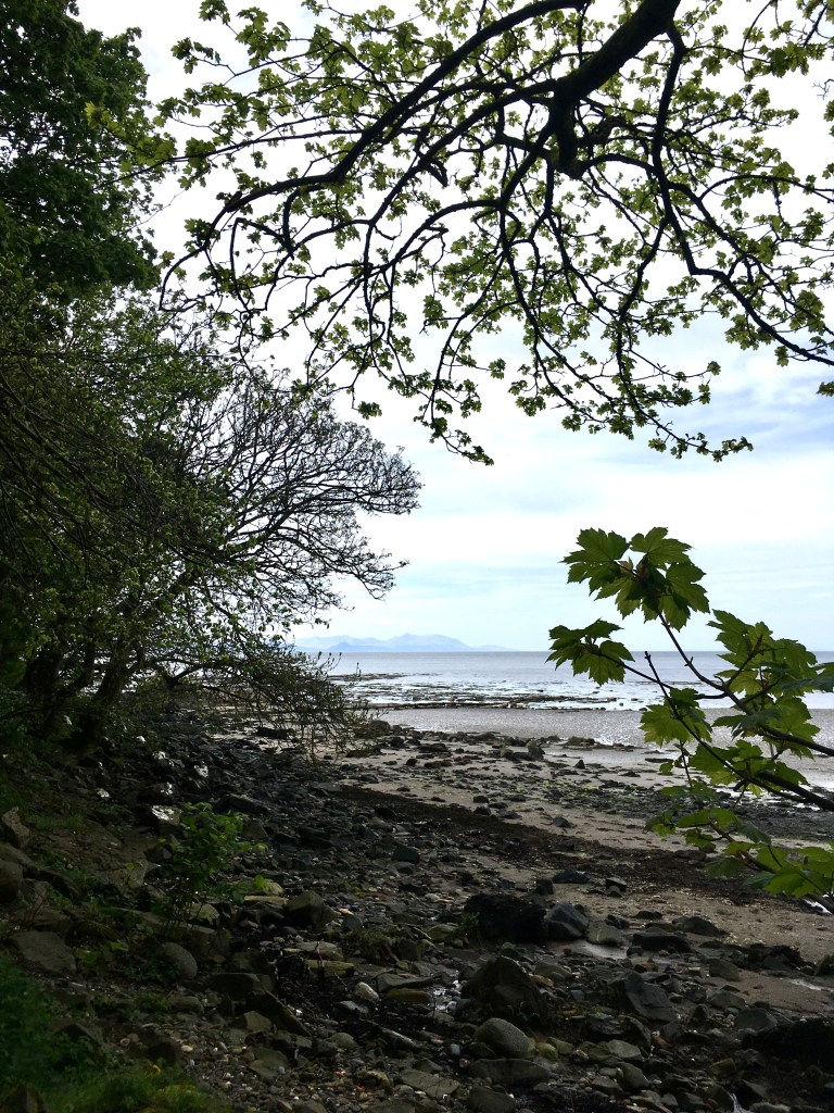 A beach lined with old trees in Ayrshire, Scotland. There's seaweed on the shoreline, calm greyish sea and distant mountain peaks in misty light.