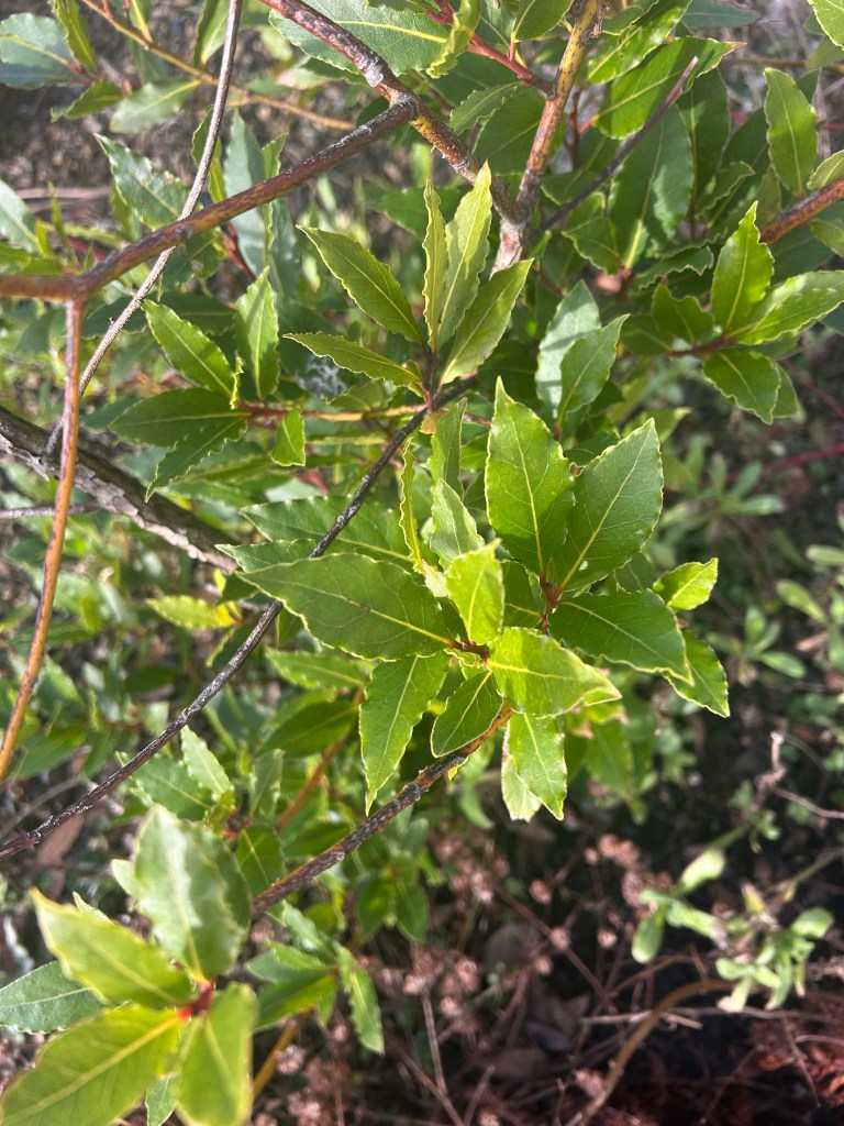 Glossy, pointed oval bay leaves, shining in the sun.