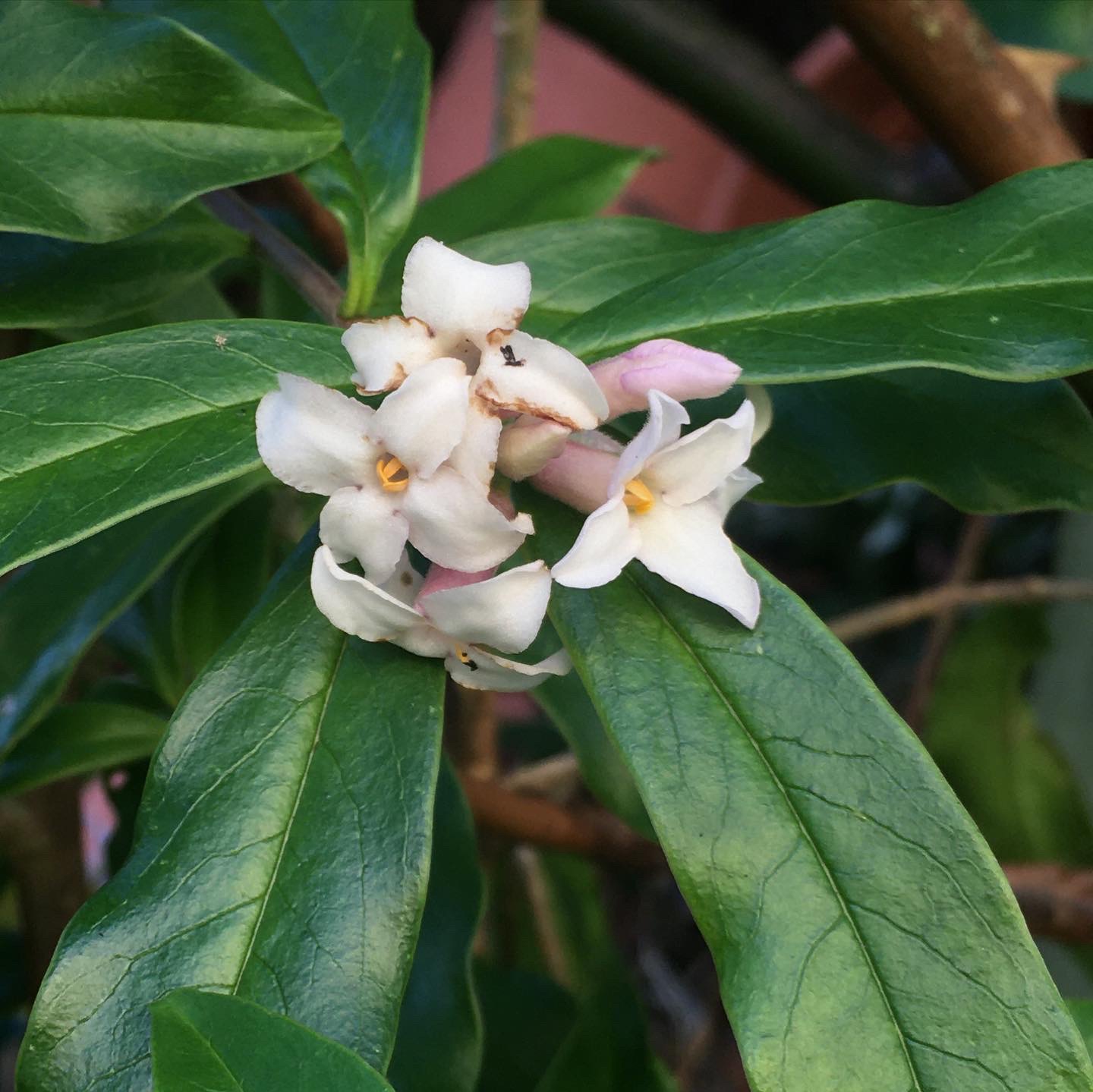 How to easily create your own fragrant winter garden