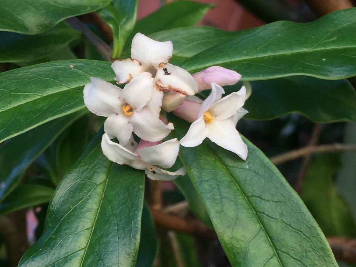 How to easily create your own fragrant winter&nbsp;garden