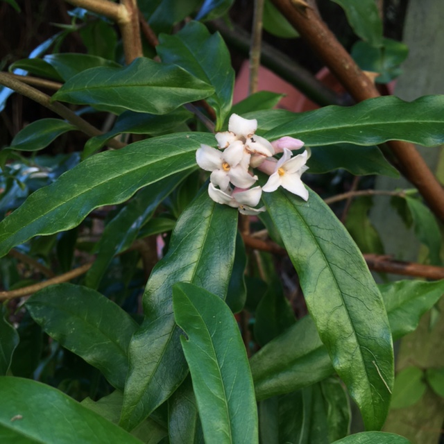 Shell pink flowers and long, glossy evergreen leaves on this daphne plant.