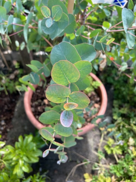Roundish opal coloured leaves on a eucalyptus plant.