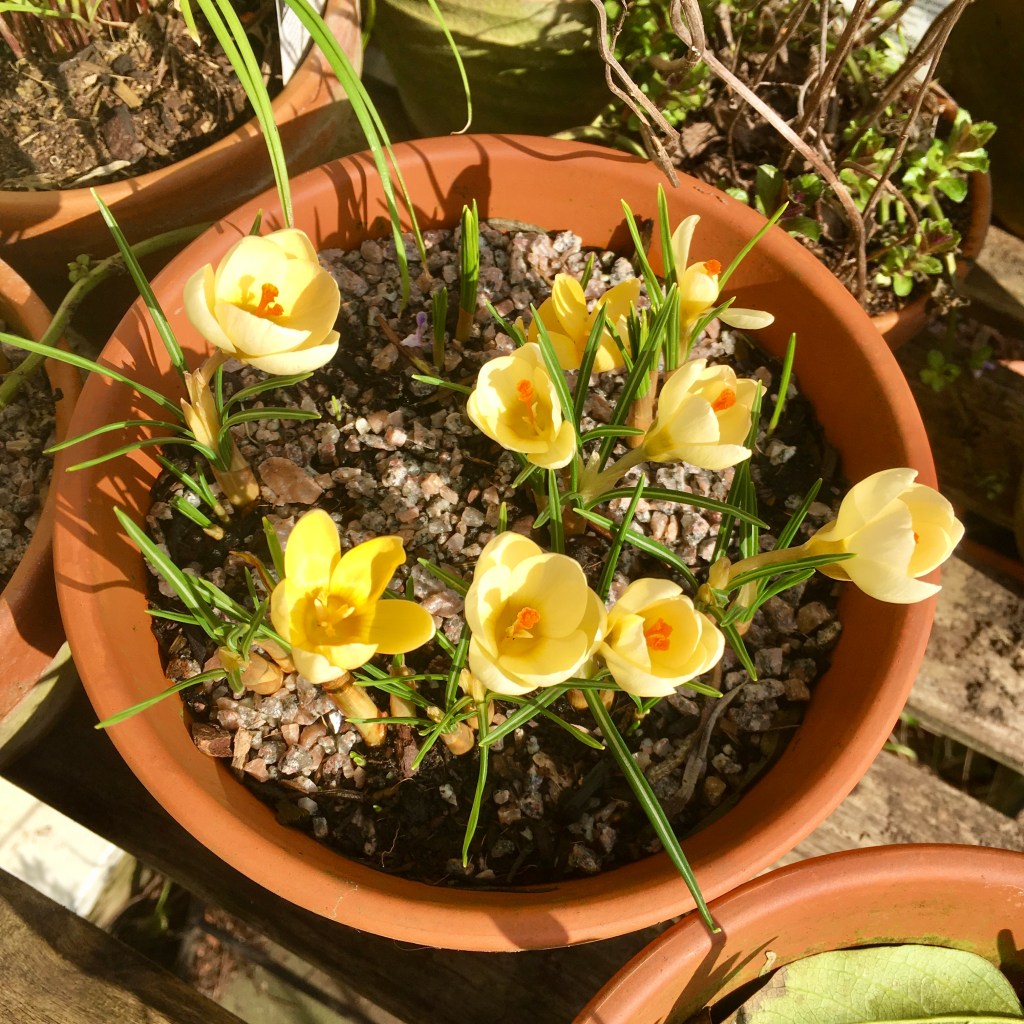 A terracotta pot with golden yellow crocus opening in full sunshine.