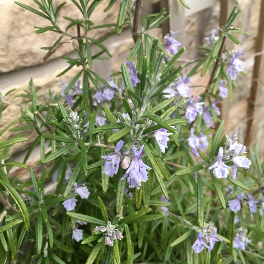 Spiky green needle shaped leaves on a rosemary plant with tiny lavender flowers.