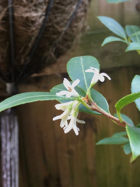 Small white trumpet shaped flowers on  an evergreen shrub.