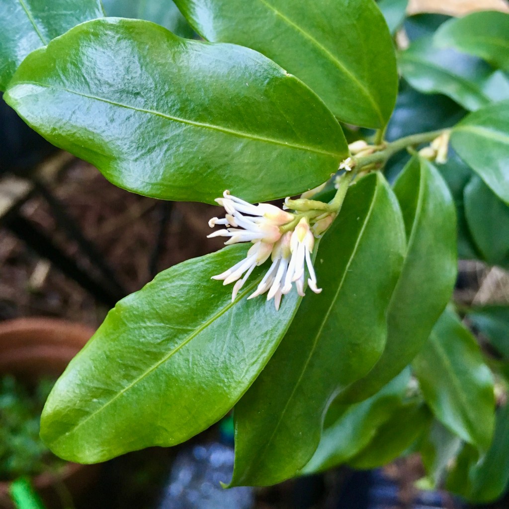 Glossy rich green oval leaves with very fine and wispy white flowers.