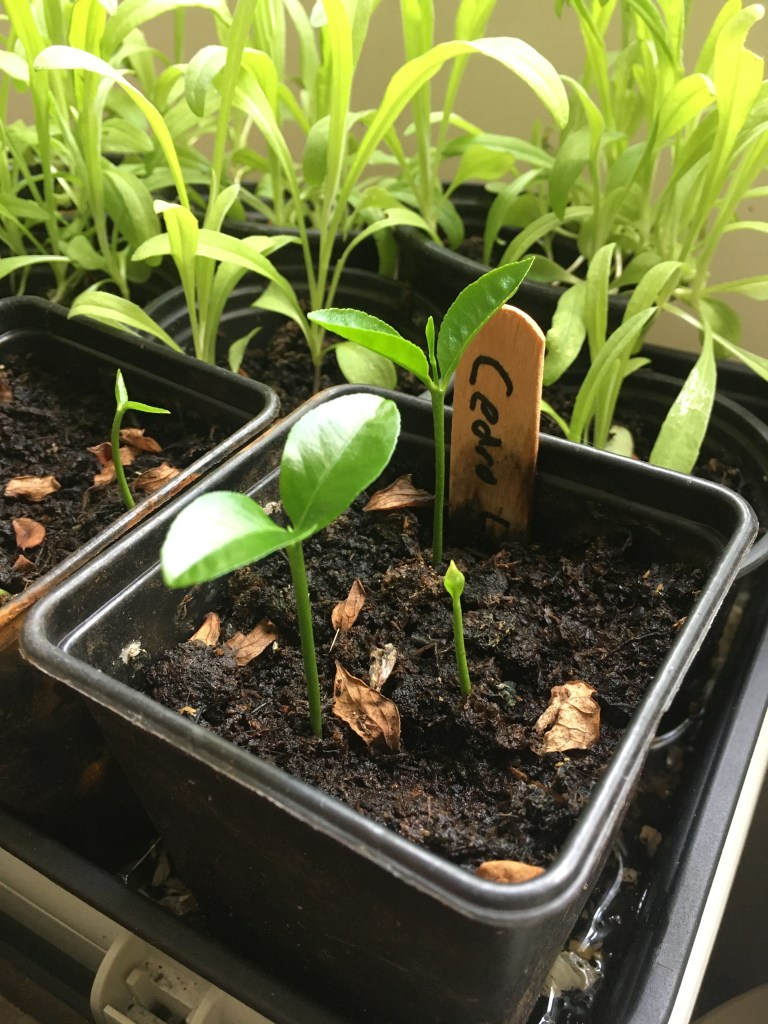 Small, glossy leaved cedrat lemon saplings are poking through damp soil in small pots on a windowsill.