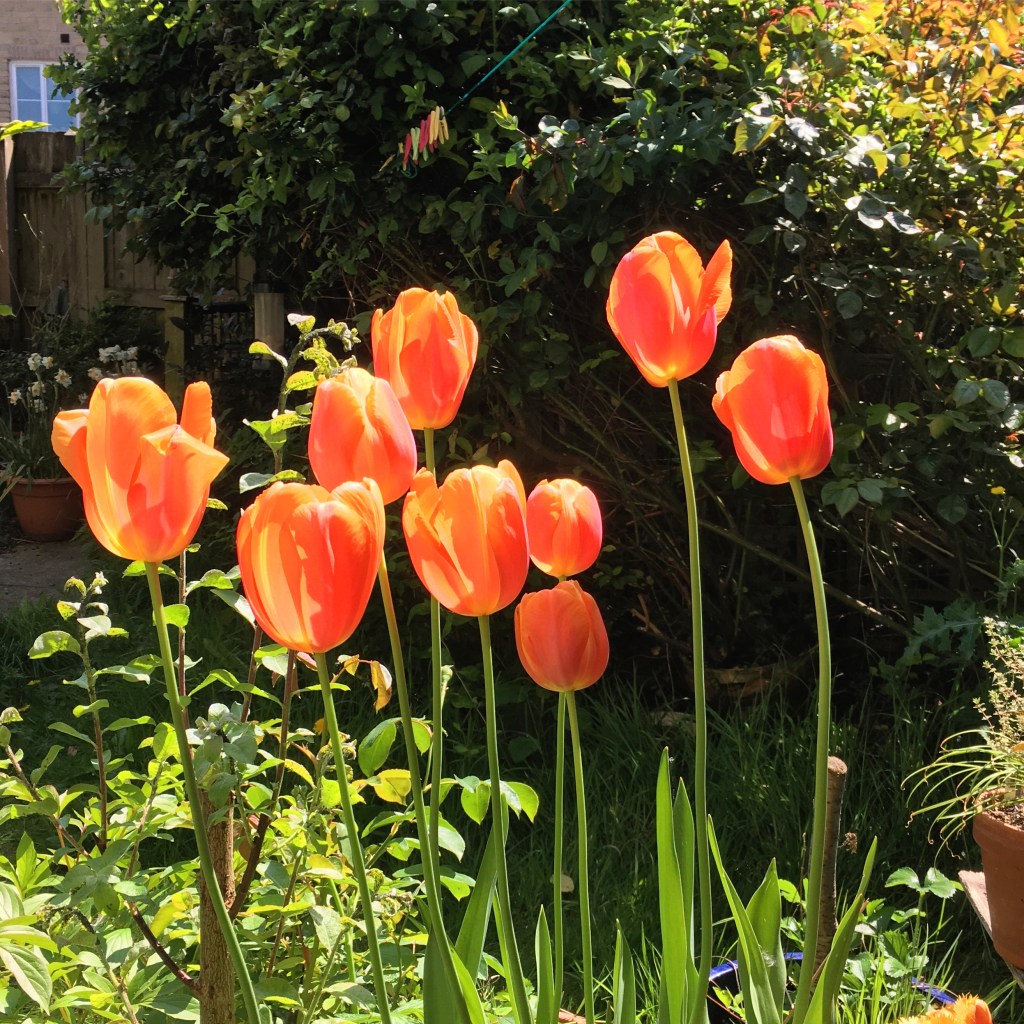 Nine richly shaded apricot/orange tulips are glowing in the sun with a deep green thicket of foliage behind them.