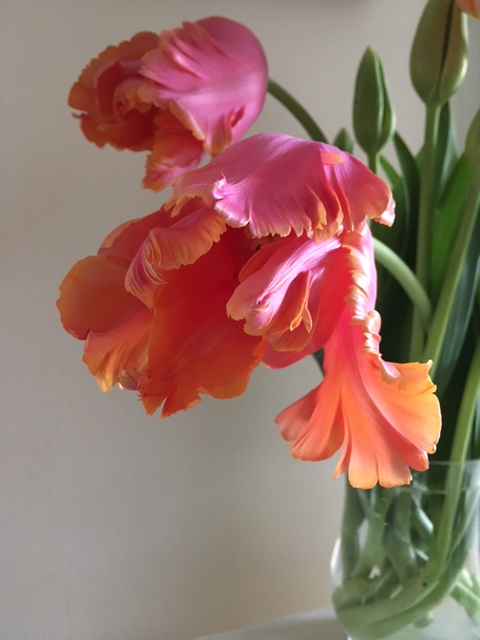 A ruffled parrot tulip in shades of pink and apricot.