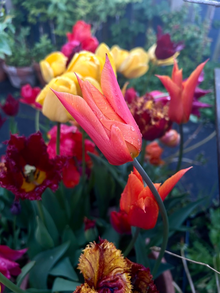 A pinky orange tulip scattered with raindrops, with yellow, red and dark pink tulips behind.