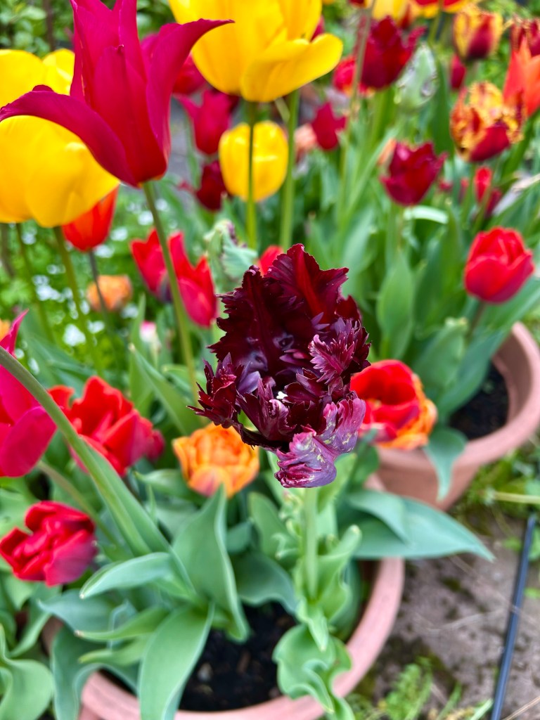 A ruffled dark purple black parrot tulip/