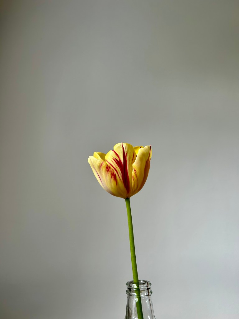 A yellow and red striped tulip in a small glass bottle against a pale grey wall.