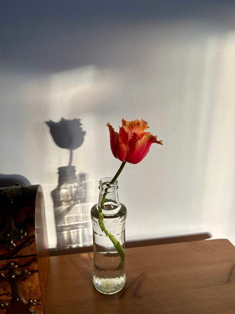A rich orange tulip with golden orange fringed petals is in a small glass bottle on an antique wooden table.