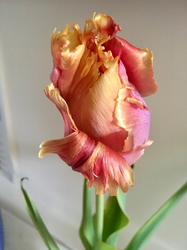 A peach, pink and gold ruffled parrot tulip against a cream wall.