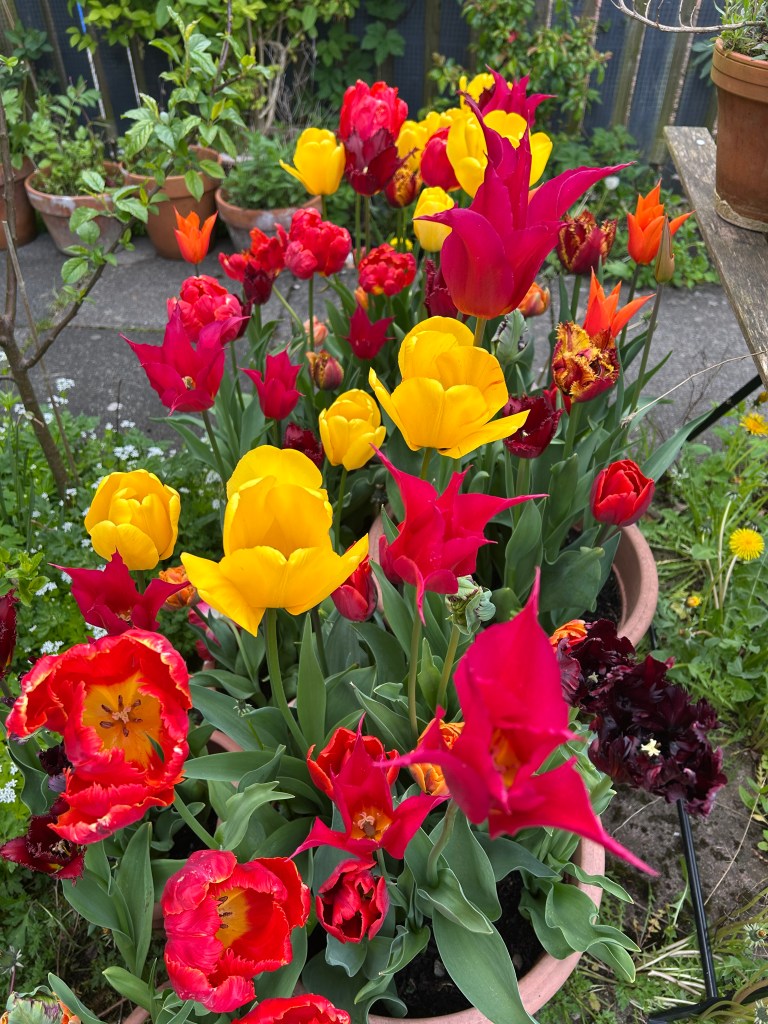 A collection of yellow, orange, deep pink and black tulips growing in containers.
