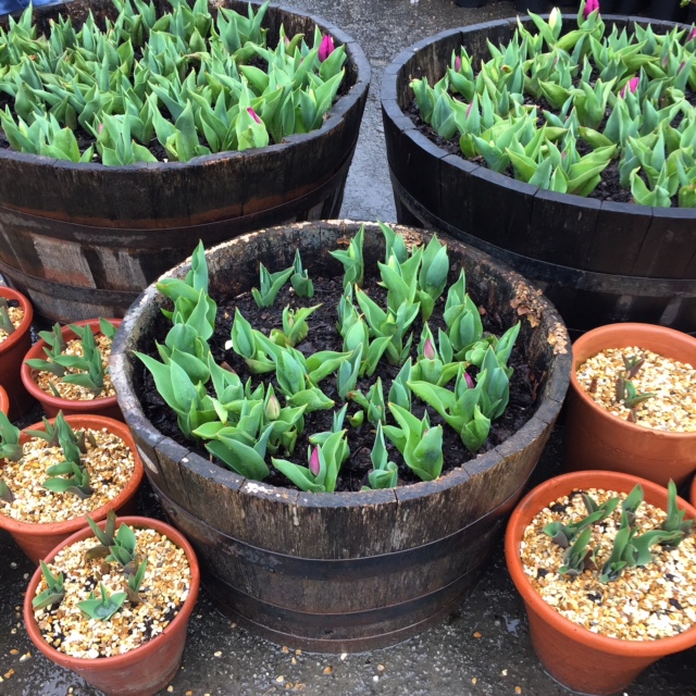 A collection of big and small containers showing lots of tulip foliage and the tiny buds just developing colour.