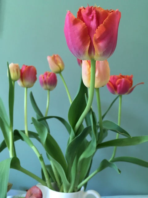 Peach and pink tulips are displayed against a cool toned pale green wall.